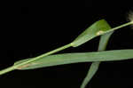 Marsh bristlegrass